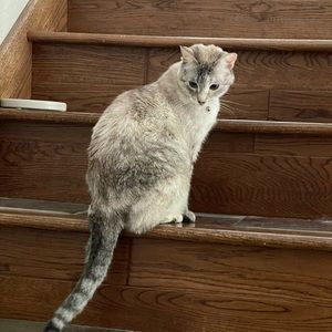 Meet your Posher, Ann